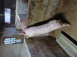 Porci de  vnzare  - imagine 12