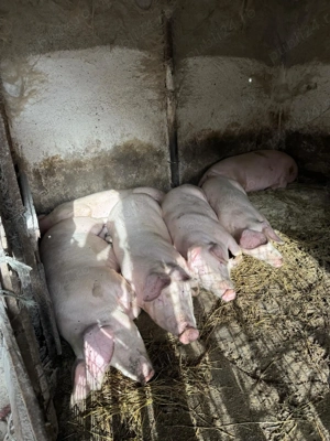  Porci    150 kg    Comuna Cuza Vodă - imagine 3