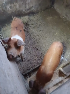 Porci de  vnzare  - imagine 11