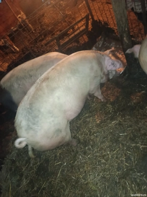 Vand porci  - imagine 2