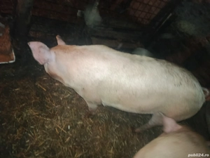 Vand porci  - imagine 3