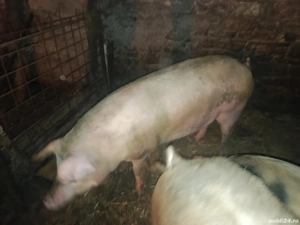 Vand porci  - imagine 4