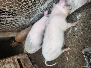 Vănd 4 grasuni - imagine 2