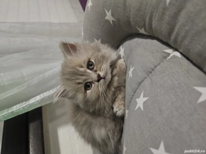 Brittish longhair lilac