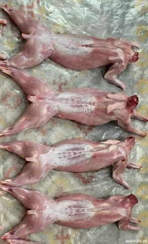 Vand iepurii viu carcasa - imagine 3