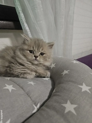 British longhair lilac 