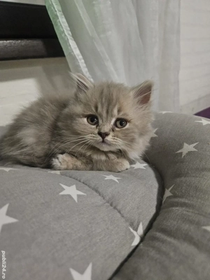 British longhair lilac  - imagine 4