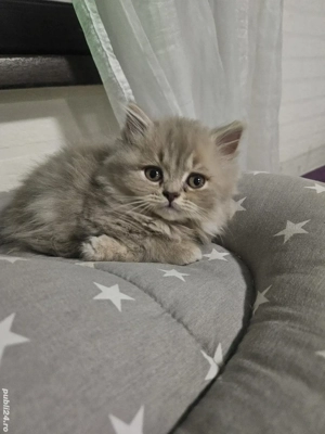 British longhair lilac  - imagine 6