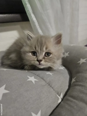 British longhair lilac  - imagine 2