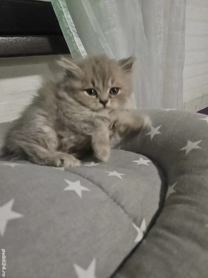 British longhair lilac  - imagine 4