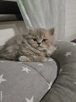 British longhair lilac  - imagine 5