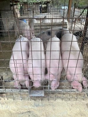 Porci pentru Crăciun 130-160kg - imagine 4