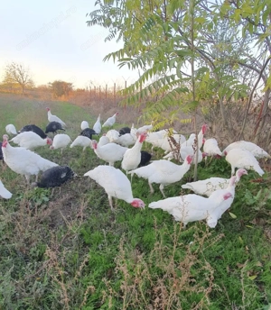 Curcani si Curci - imagine 2