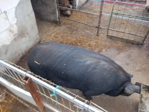 Porci de vanzare - imagine 5