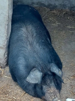 Porci de vanzare - imagine 4