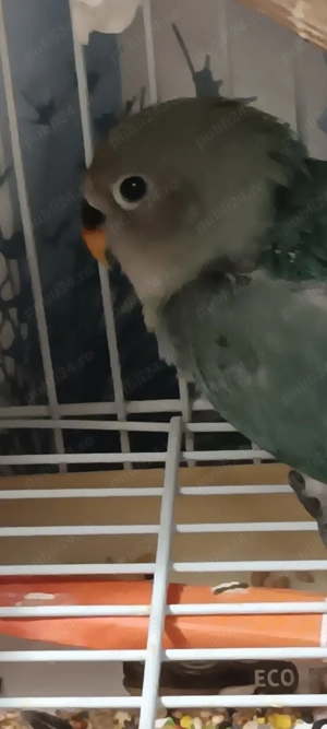 papagalli agapornis - imagine 3