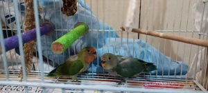 papagalli agapornis - imagine 2