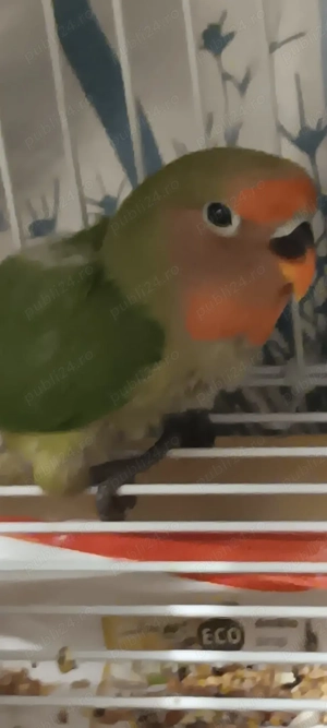 papagalli agapornis - imagine 4