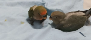 papagalli agapornis - imagine 5