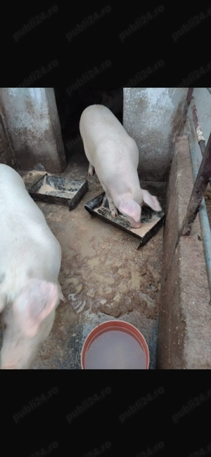 Vând un porc din doi la alegere - imagine 2