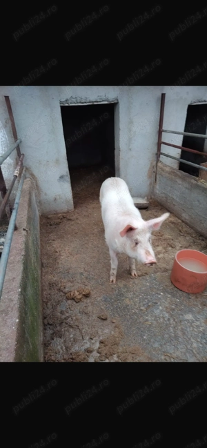 Vând un porc din doi la alegere