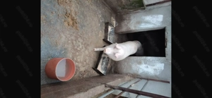 Vând un porc din doi la alegere - imagine 3