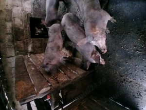 Porci pietrain rasă pură  - imagine 2
