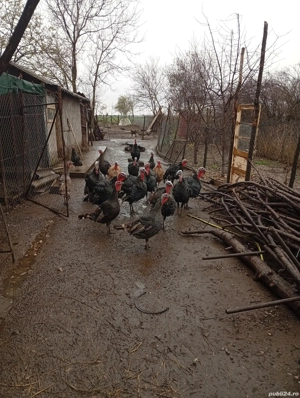 vand curcanii  - imagine 3