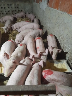 Purcei si scrofite rasa doar de carne calitate garantata - imagine 2