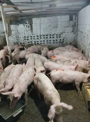 Purcei si scrofite rasa doar de carne calitate garantata