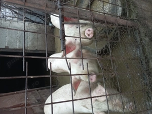 Vând godaci - imagine 2