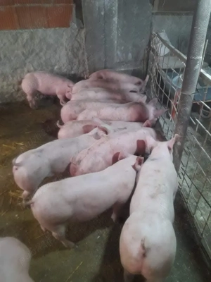 Purcei si scrofite rasa doar de carne calitate garantata - imagine 3
