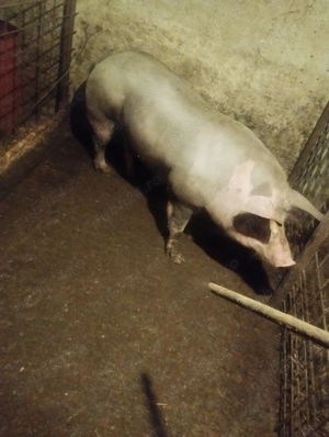 Purcea de vanzare - imagine 5