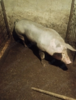 Purcea de vanzare - imagine 2