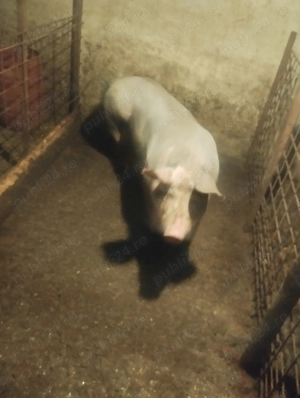 Purcea de vanzare - imagine 3