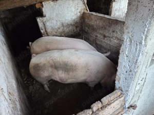 14 lei kg Porci pentru sacrificat 14 lei kg - imagine 4