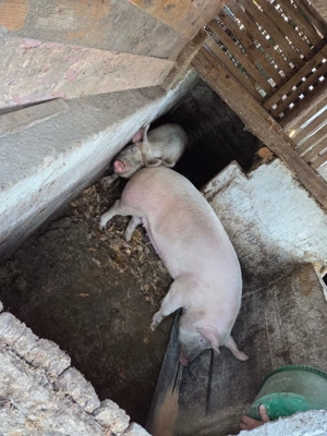 14 lei kg Porci pentru sacrificat 14 lei kg