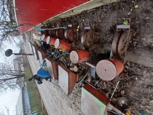 Semanatoare  spcsi de păioase 