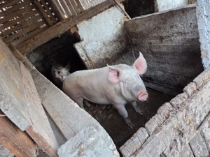 14 lei kg Porci pentru sacrificat 14 lei kg - imagine 2