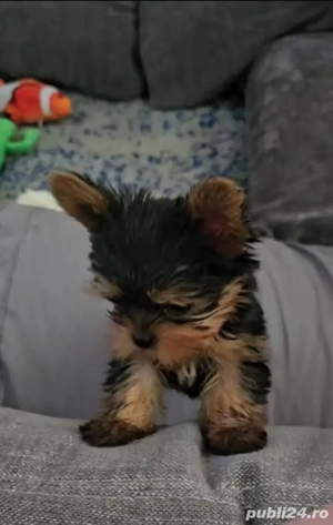 Yorkshire terrier talie mica - imagine 2