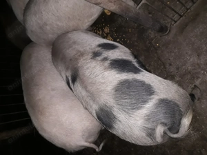 Vînd porci între 100-130 kg  - imagine 2