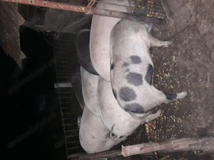 Vînd porci între 100-130 kg  - imagine 3