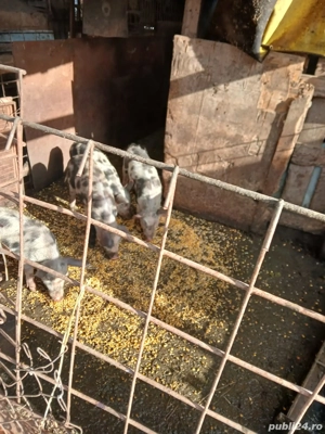 Vând măscurași - imagine 4