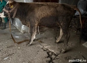 vand juninca de taiere 