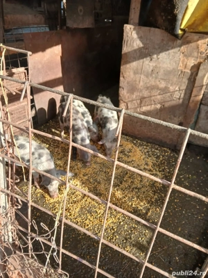 Vând măscurași - imagine 3