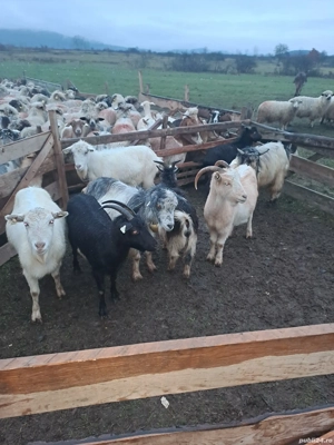 Vand capre - imagine 2