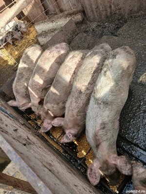 Vând șoldei  - imagine 4