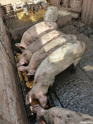 vând porci pentru sacrificare 13 lei negociabil sau schimb cu porumb sau viței  - imagine 5
