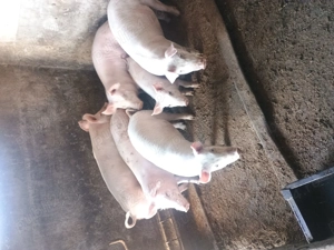 Purcei de vânzare  - imagine 2