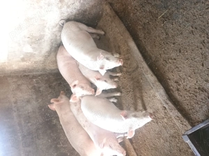 Purcei de vânzare  - imagine 3